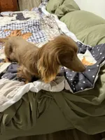 Black and tan AKC, a male Miniature Dachshund for sale in Eubank, KY – Photo 7 of 8