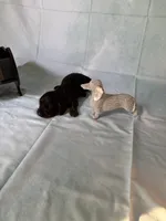 Black and tan AKC, a male Miniature Dachshund for sale in Eubank, KY – Photo 4 of 8