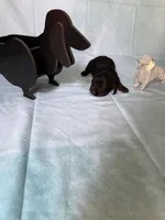 Black and tan AKC, a male Miniature Dachshund for sale in Eubank, KY – Photo 5 of 8