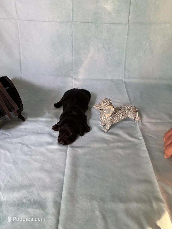 Black and tan AKC – Miniature Dachshund puppy for sale in Eubank, KY