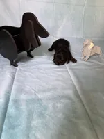 Black and tan AKC, a male Miniature Dachshund for sale in Eubank, KY – Photo 6 of 8