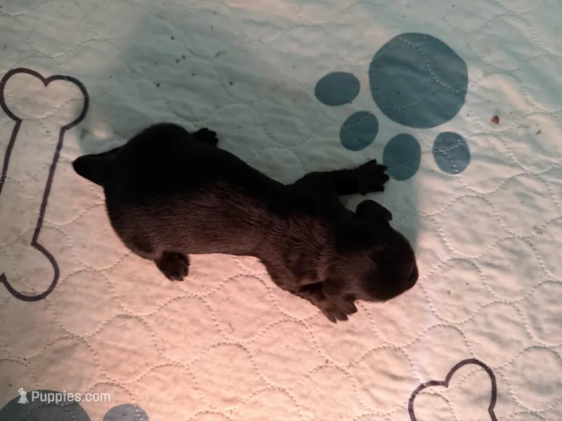 Solid Black AKC – Miniature Dachshund puppy for sale in Eubank, KY