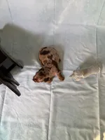 Chocolate Dapple, a female Miniature Dachshund for sale in Eubank, KY – Photo 6 of 10