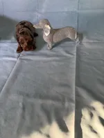 Chocolate Dapple, a female Miniature Dachshund for sale in Eubank, KY – Photo 7 of 10