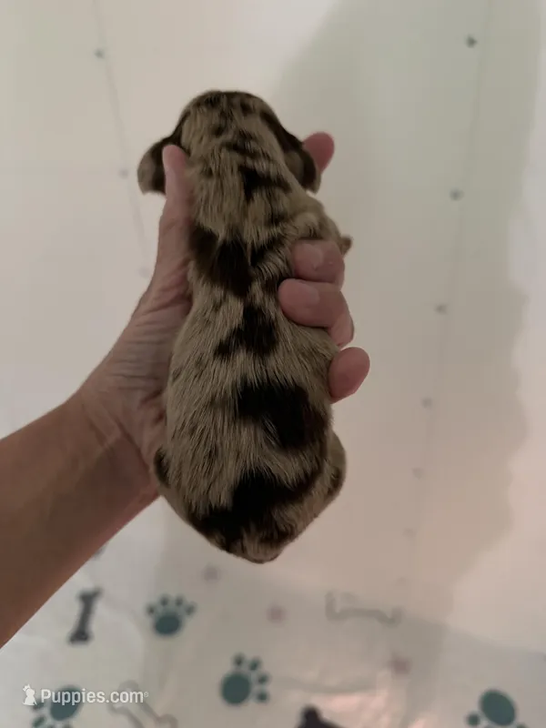 Chocolate Dapple – Miniature Dachshund puppy for sale in Eubank, KY