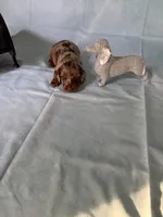 Chocolate Dapple, a female Miniature Dachshund for sale in Eubank, KY – Photo 5 of 10