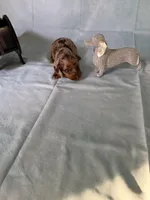 Chocolate Dapple, a female Miniature Dachshund for sale in Eubank, KY – Photo 2 of 10