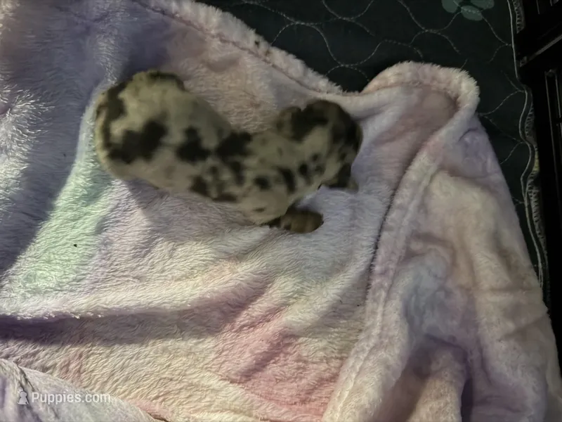 Chocolate Dapple – Miniature Dachshund puppy for sale in Eubank, KY