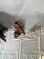 Chocolate Dapple, a female Miniature Dachshund for sale in Eubank, KY – Photo 4 of 10