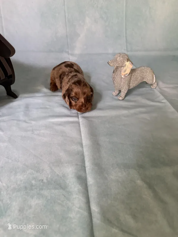Chocolate Dapple, a female Miniature Dachshund for sale in Eubank, KY – Photo 1 of 10
