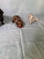 Chocolate Dapple, a female Miniature Dachshund for sale in Eubank, KY – Photo 1 of 10