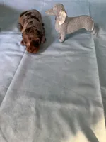 Chocolate Dapple, a female Miniature Dachshund for sale in Eubank, KY – Photo 8 of 10