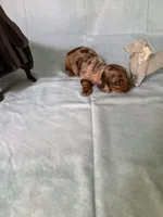 Chocolate Dapple, a female Miniature Dachshund for sale in Eubank, KY – Photo 3 of 10