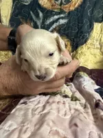 Blue collar, a male Miniature Dachshund for sale in Eubank, KY – 2 of 7