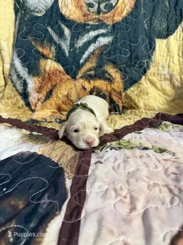 Green collar – Miniature Dachshund puppy for sale in Eubank, KY