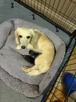 Mack, a male Miniature Dachshund for sale in Eubank, KY – Photo 9 of 9