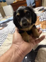 Mack, a male Miniature Dachshund for sale in Eubank, KY – Photo 7 of 9