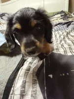 Mack, a male Miniature Dachshund for sale in Eubank, KY – Photo 6 of 9