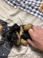 Mack, a male Miniature Dachshund for sale in Eubank, KY – Photo 5 of 9