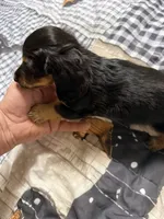 Mack, a male Miniature Dachshund for sale in Eubank, KY – Photo 2 of 9