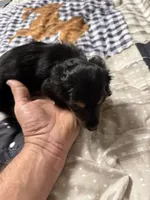 Mack, a male Miniature Dachshund for sale in Eubank, KY – Photo 4 of 9