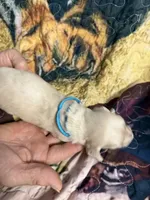 Blue collar, a male Miniature Dachshund for sale in Eubank, KY – 5 of 7