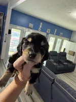 CKC female, a female Miniature Dachshund for sale in Eubank, KY – Photo 2 of 8