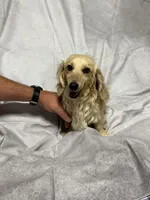 CKC female, a female Miniature Dachshund for sale in Eubank, KY – Photo 8 of 8