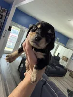 CKC female, a female Miniature Dachshund for sale in Eubank, KY – Photo 1 of 8