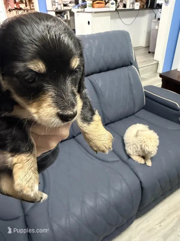 CKC female – Miniature Dachshund puppy for sale in Eubank, KY