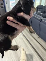 CKC female, a female Miniature Dachshund for sale in Eubank, KY – Photo 5 of 8