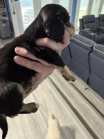 CKC female, a female Miniature Dachshund for sale in Eubank, KY – Photo 4 of 8