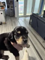 CKC female, a female Miniature Dachshund for sale in Eubank, KY – Photo 3 of 8