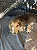 CKC female, a female Miniature Dachshund for sale in Eubank, KY – Photo 7 of 8