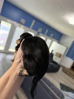 CKC female, a female Miniature Dachshund for sale in Eubank, KY – Photo 6 of 8