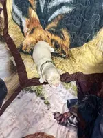 Green collar, a male Miniature Dachshund for sale in Eubank, KY – 2 of 6