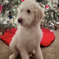 Snow White, a female Poodle - Standard  and English Goldendoodle for sale in Mebane, NC – Photo 1 of 5
