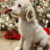 Snow White, a female Poodle - Standard  and English Goldendoodle for sale in Mebane, NC – Photo 2 of 5