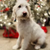 Snow White, a female Poodle - Standard  and English Goldendoodle for sale in Mebane, NC – Photo 4 of 5