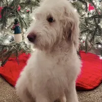 Snow White, a female Poodle - Standard  and English Goldendoodle for sale in Mebane, NC – Photo 5 of 5