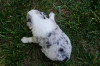 Tails    ABCA, a male Border Collie for sale in Floyd, VA – 2 of 3