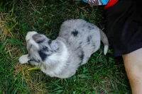 Sonic   ABCA, a male Border Collie for sale in Floyd, VA – 2 of 3
