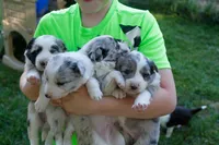 Nasa    ABCA, a male Border Collie for sale in Floyd, VA – 3 of 3