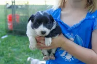 Wish   ABCA, a female Border Collie for sale in Floyd, VA – 2 of 3