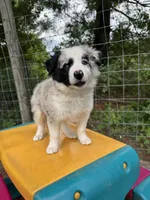 Daisy , a female Border Collie for sale in Floyd, VA – 2 of 5