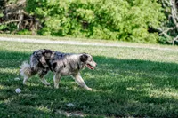 ABCA Female, a female Border Collie for sale in Floyd, VA – 5 of 6