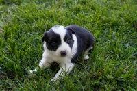 Yoda     ABCA, a male Border Collie for sale in Floyd, VA – 3 of 3