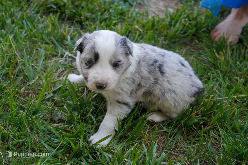 Tails    ABCA – Border Collie puppy for sale in Floyd, VA