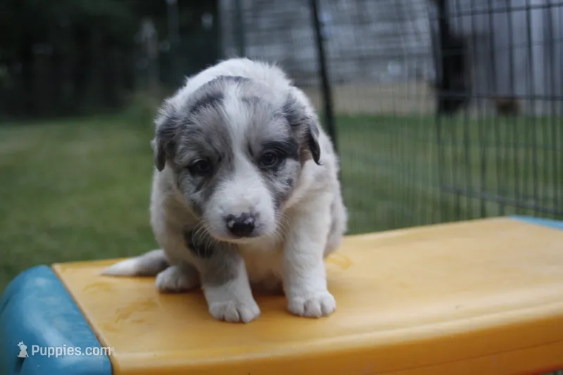 Sonic   ABCA – Border Collie puppy for sale in Floyd, VA