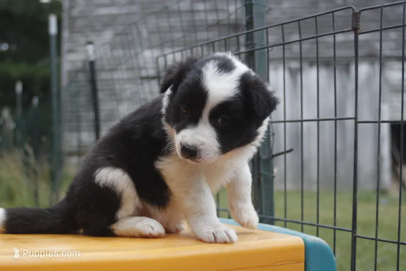 Yoda     ABCA – Border Collie puppy for sale in Floyd, VA
